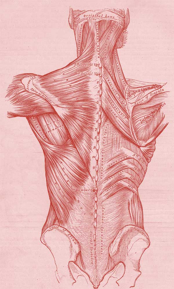 back muscular - Inner Body Freedom